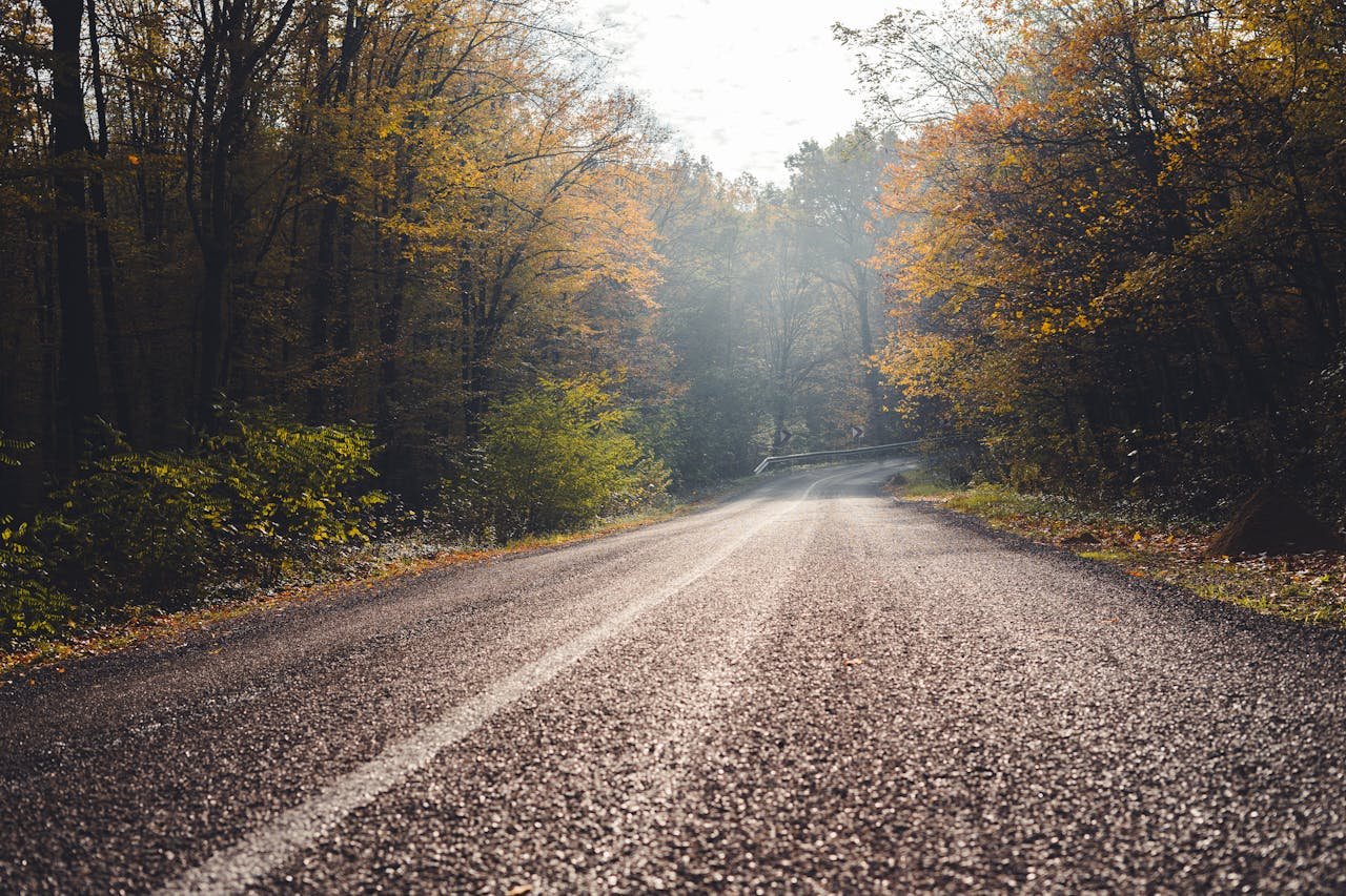 Asphalt Road Between Green Trees